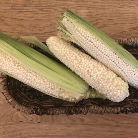 Country Gentleman, Corn Seed - 5 Pounds image number null